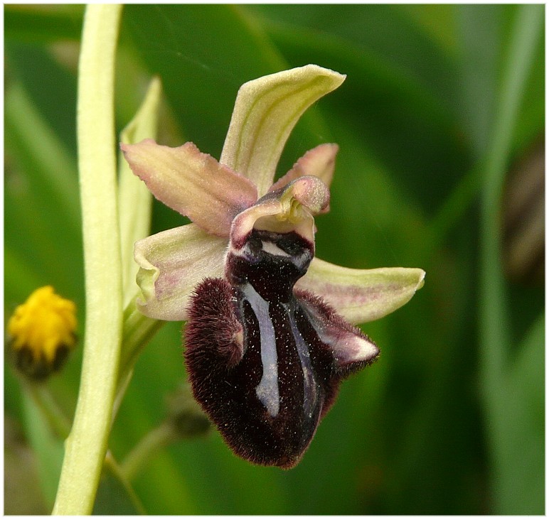 Ibrido Ophrys bertoloniiformis x O. incubacea